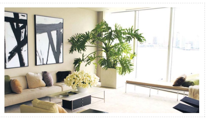 Fresh Air can be created with indoor plants - A Protech Feature