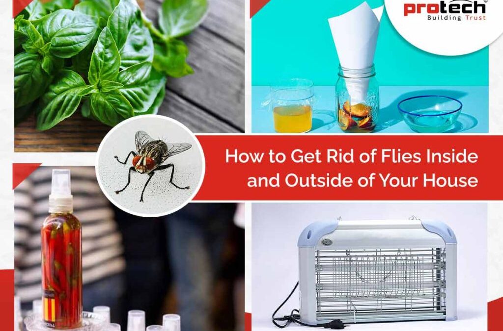 Natural Ways to Get Rid of Flies Inside and Outside of Your Home