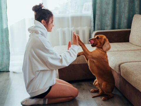 7 Simple things every pet owner must do to ensure having pet-friendly homes