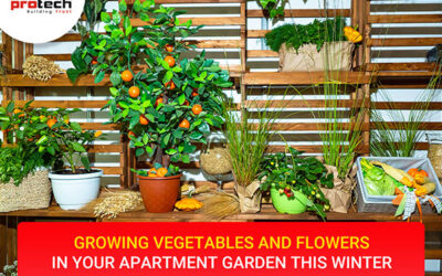 Growing vegetables and flowers in your apartment garden this winter