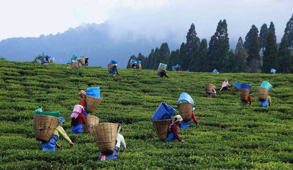 Jorhat-tea-festival