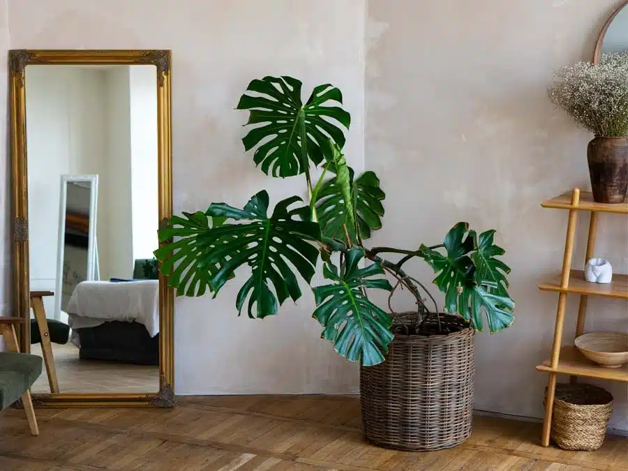 a-potted-plant-in-a-basket-in-front-of-a-mirror-in-a-living-room-the-plant-is-a-swiss-cheese-plant-which-is-a-type-of-Philodendron