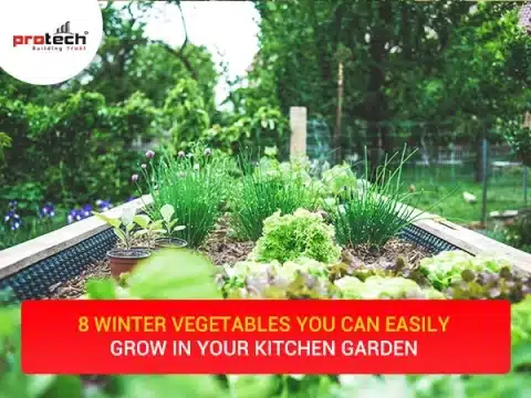 8 Winter Vegetables you can easily grow in your kitchen garden  