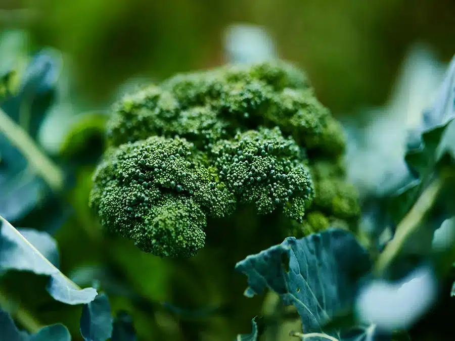 broccoli