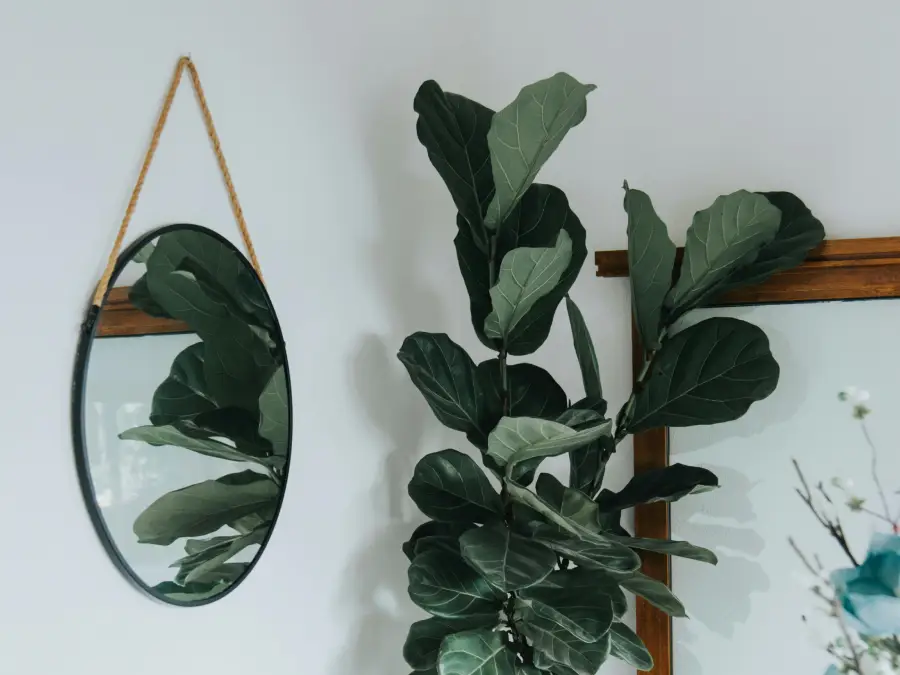 Fiddle Leaf