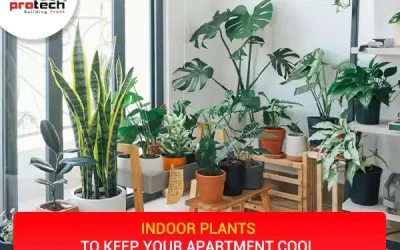 Indoor plants to keep your apartment cool