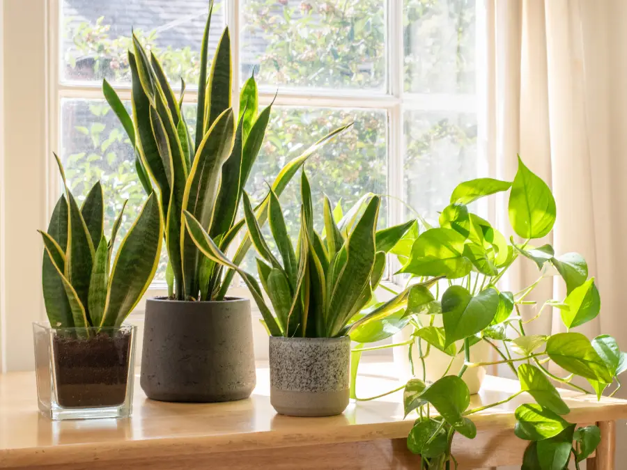 Snake Plant