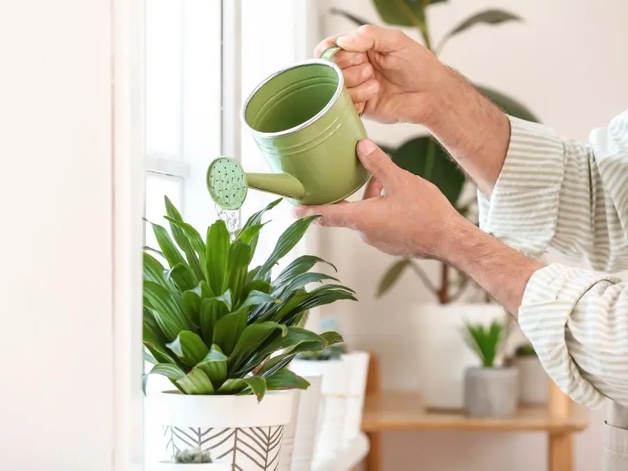 Watering Plant