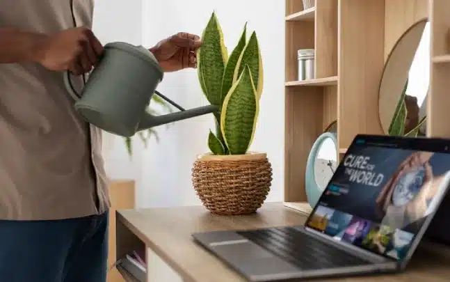 A man watering a small planter which is kept on a desk